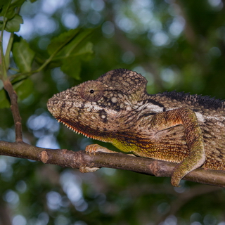 Anja - Oustalet's chameleon